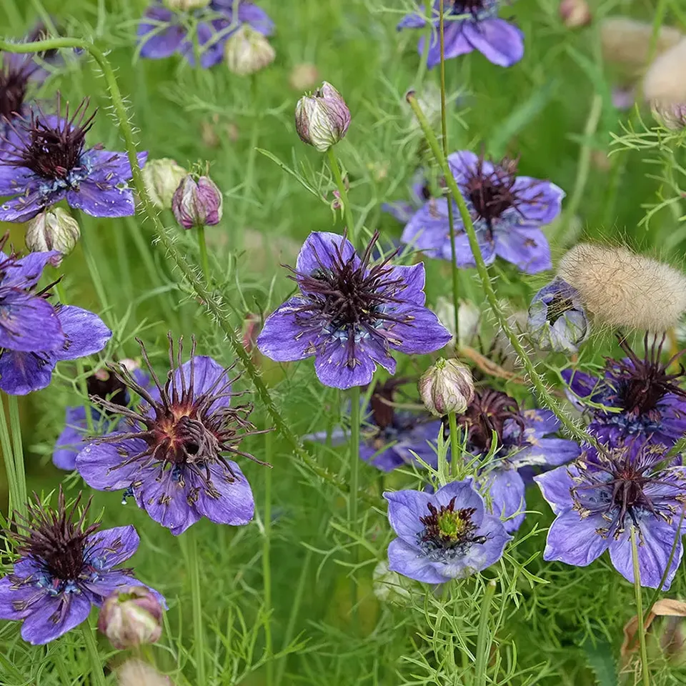ferme-de-sainte-marthe-nigelle-d-espagne-bleue-graines-bio-60-cm image 1