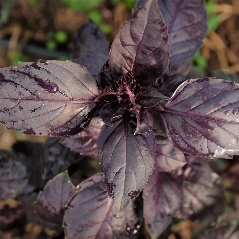 la-bo-te-graines-basilic-rosie-graines-aromatiques-bio-pourpre image 1