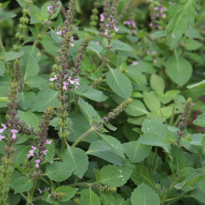 les-semences-de-l-ombelle-tulsi-graines-basilic-sacr-bio image 1
