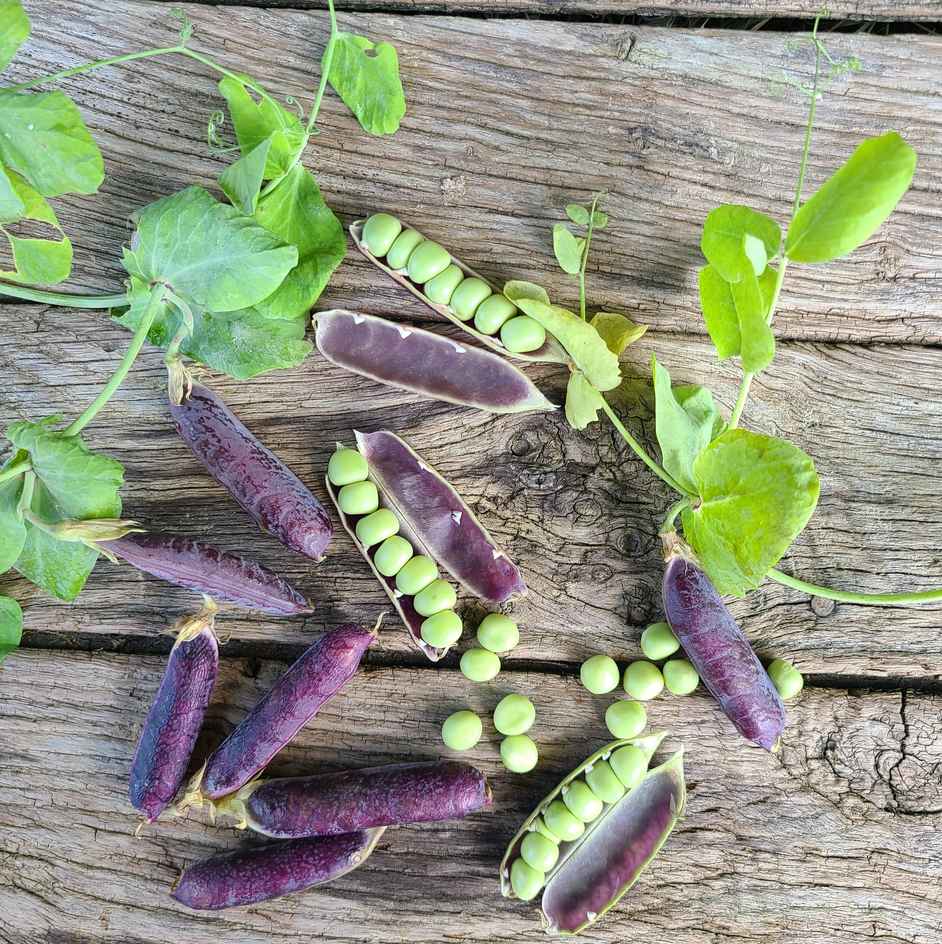 la-bo-te-graines-pois-blauwschokker-bio-graines-l-gumes-rames-violet image 1