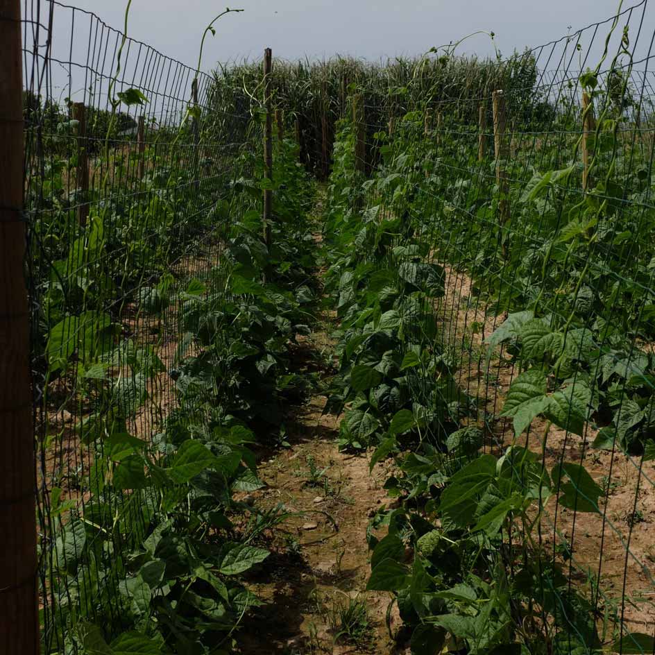 la-bo-te-graines-graines-l-gumes-ph-nom-ne-haricot-bio image 2