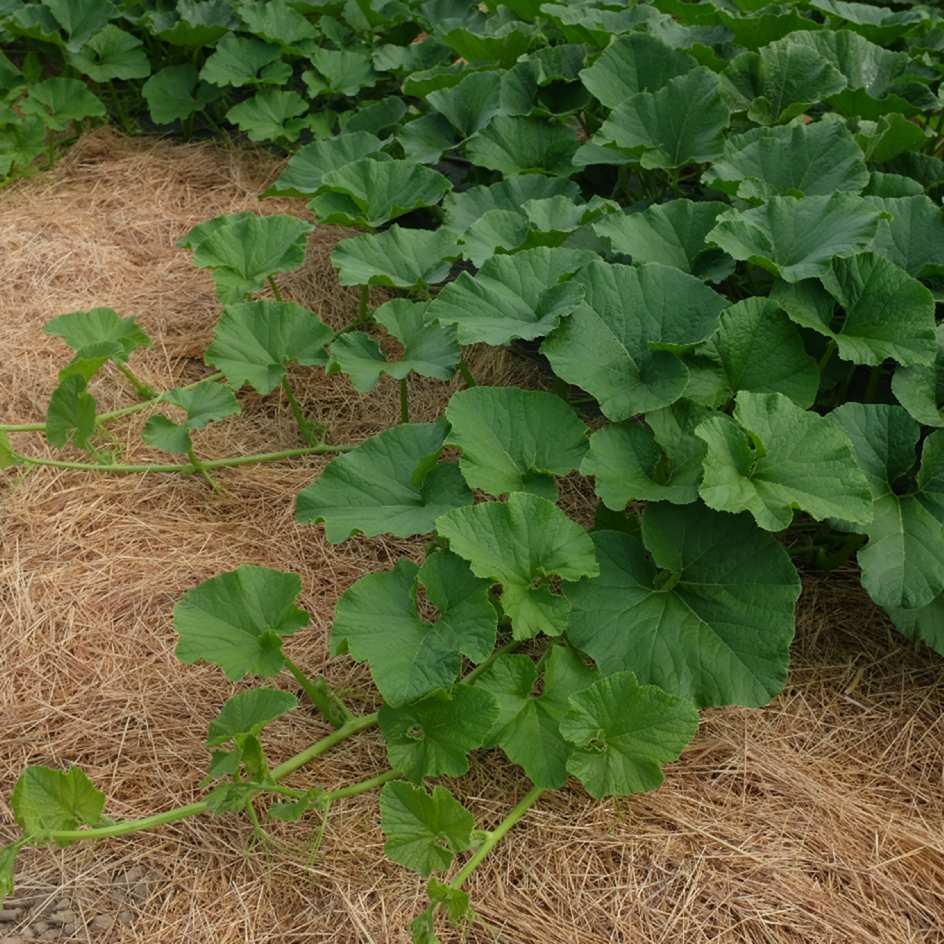 la-bo-te-graines-potiron-bleu-de-hongrie-graines-l-gumes-bio image 5