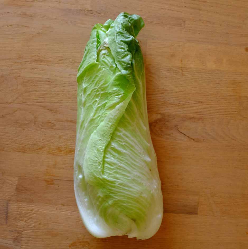 la-bo-te-graines-graines-l-gumes-chicor-e-pain-de-sucre-bio image 2
