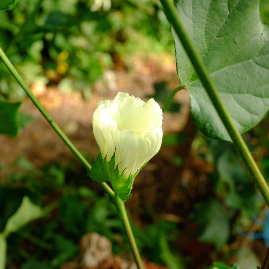 la-bo-te-graines-graines-fleurs-coton-blanc-bio-ornemental image 5