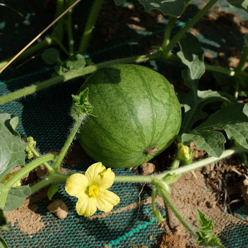 la-bo-te-graines-past-que-sugar-baby-graines-l-gumes-bio-sucr-e image 5