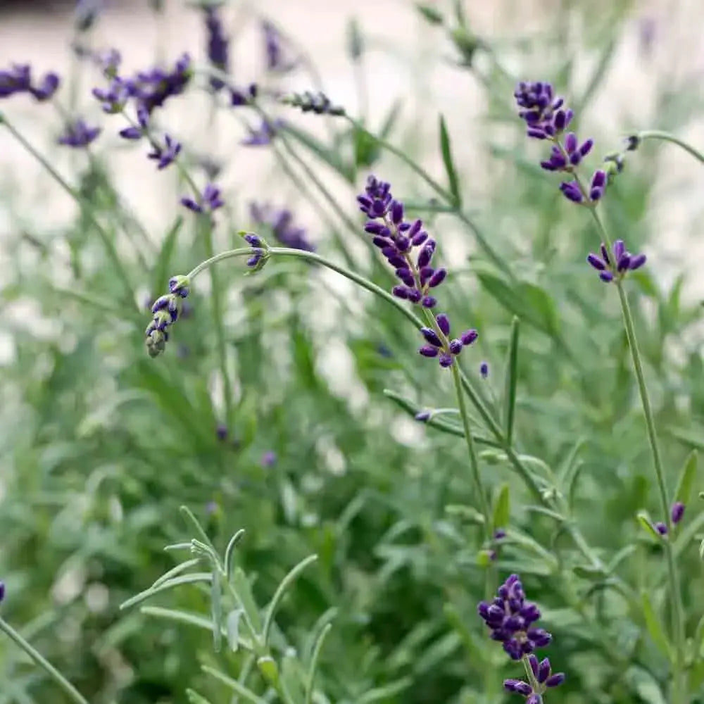ferme-de-sainte-marthe-lavande-officinale-plant-bio-vivace-parfum-e image 2