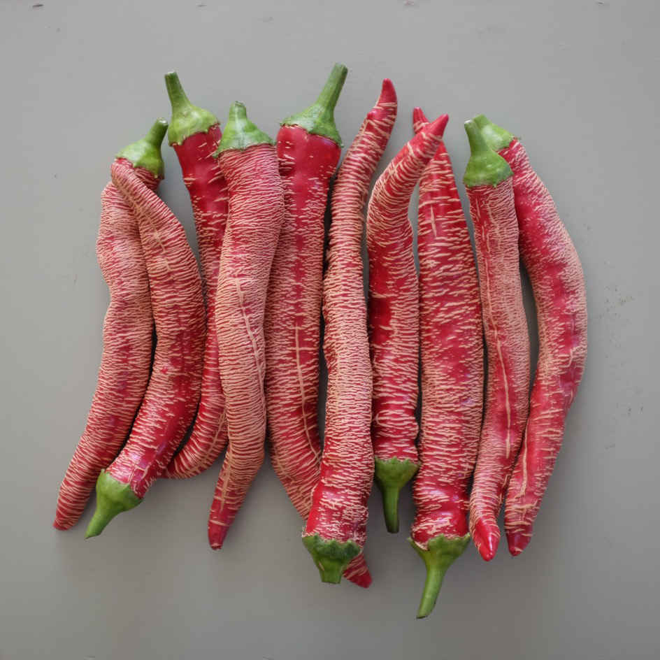 la-bo-te-graines-piment-rezha-macedonian-graines-bio-long image 4