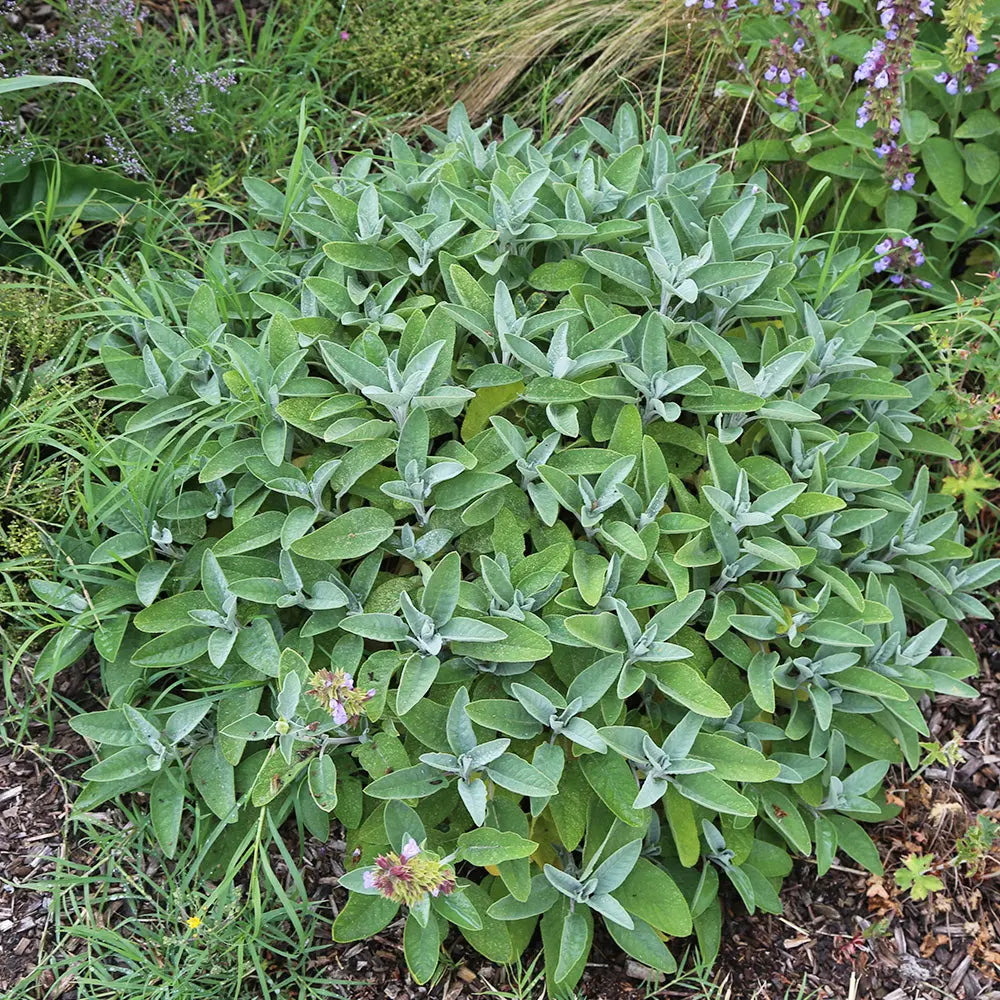 ferme-de-sainte-marthe-sauge-officinale-ab-plant-bio-vivace image 3