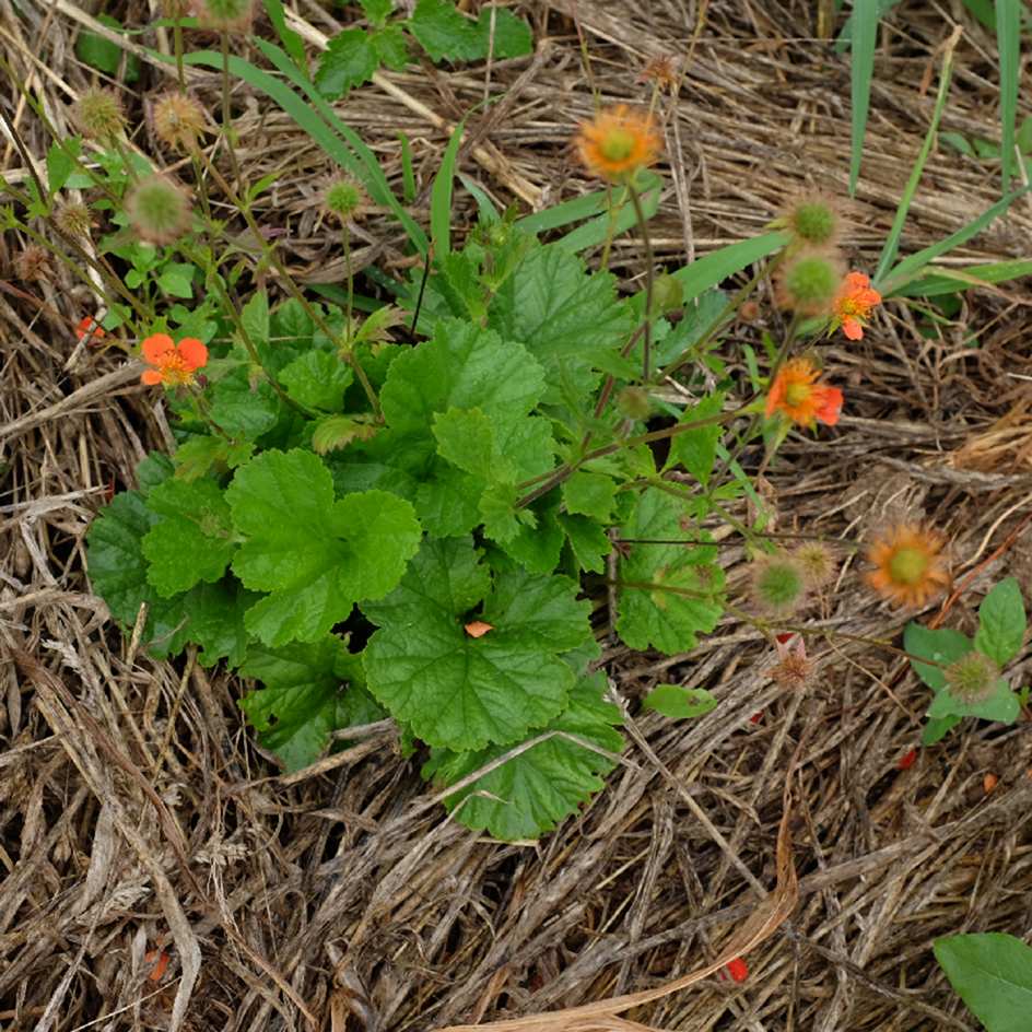 la-bo-te-graines-graines-fleurs-geum-coccineum-koi-sachet-bio-vivace image 2