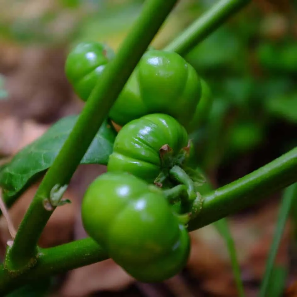 la-bo-te-graines-aubergine-goyo-kumba-graines-bio-africaine image 1