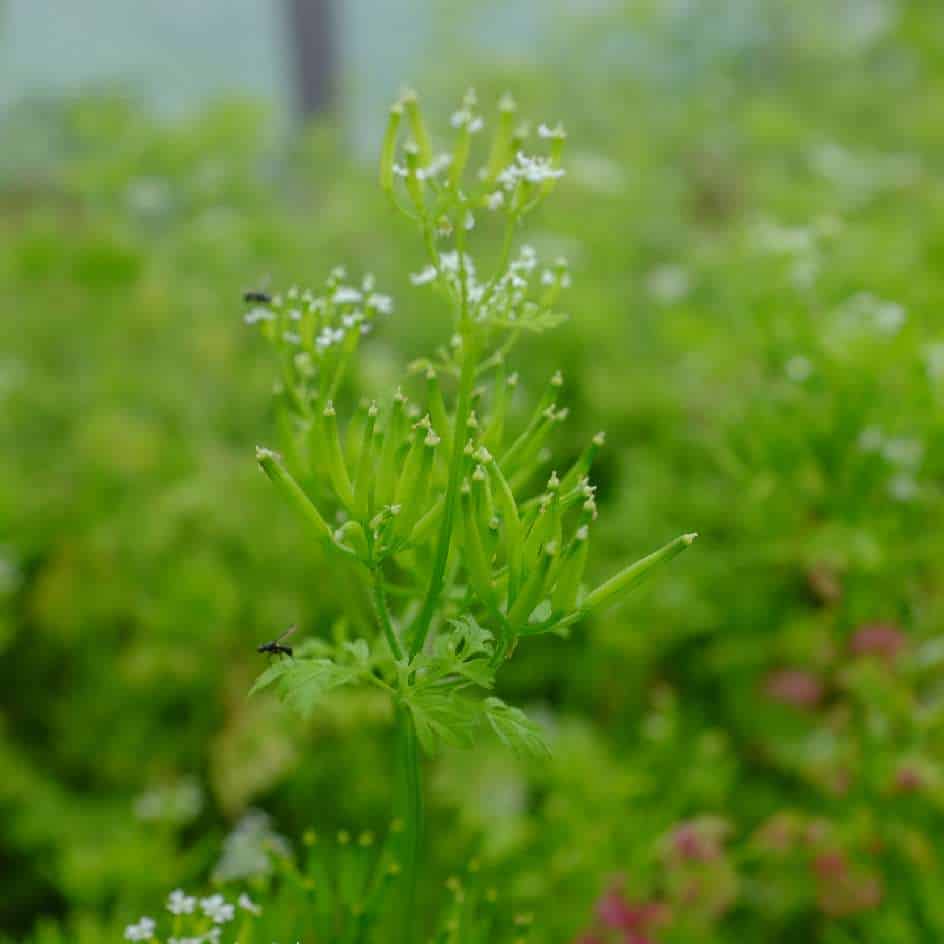 la-bo-te-graines-cerfeuil-commun-bio-graines-aromatiques-anis image 4