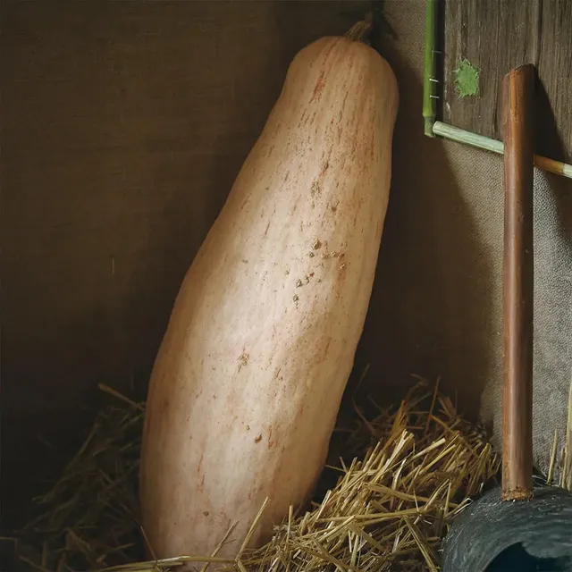 ferme-de-sainte-marthe-pink-jumbo-banana-graines-de-courge-bio-sachet image 1