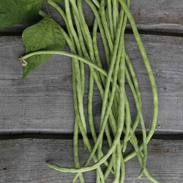 ferme-de-sainte-marthe-haricot-serpent-vert-graines-bio image 1