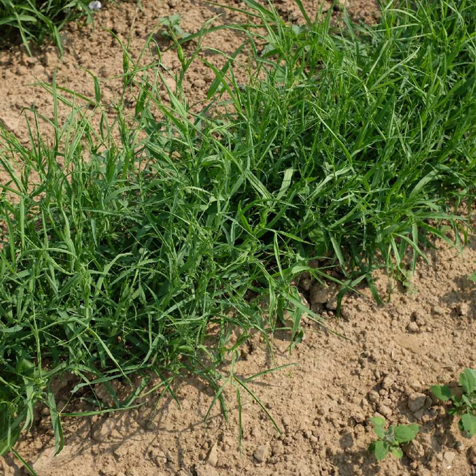 la-bo-te-graines-gesse-pois-carr-l-gumineuse-bio image 2