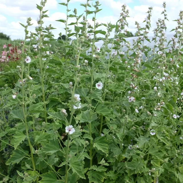 la-bo-te-graines-guimauve-officinale-graines-bio-vivace image 1