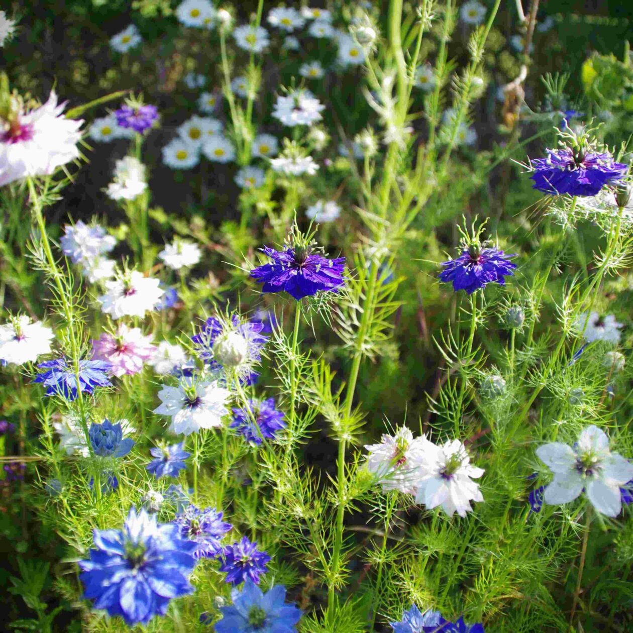 les-semences-de-l-ombelle-nigelle-de-damas-graines-fleurs-m-lange-bio image 2