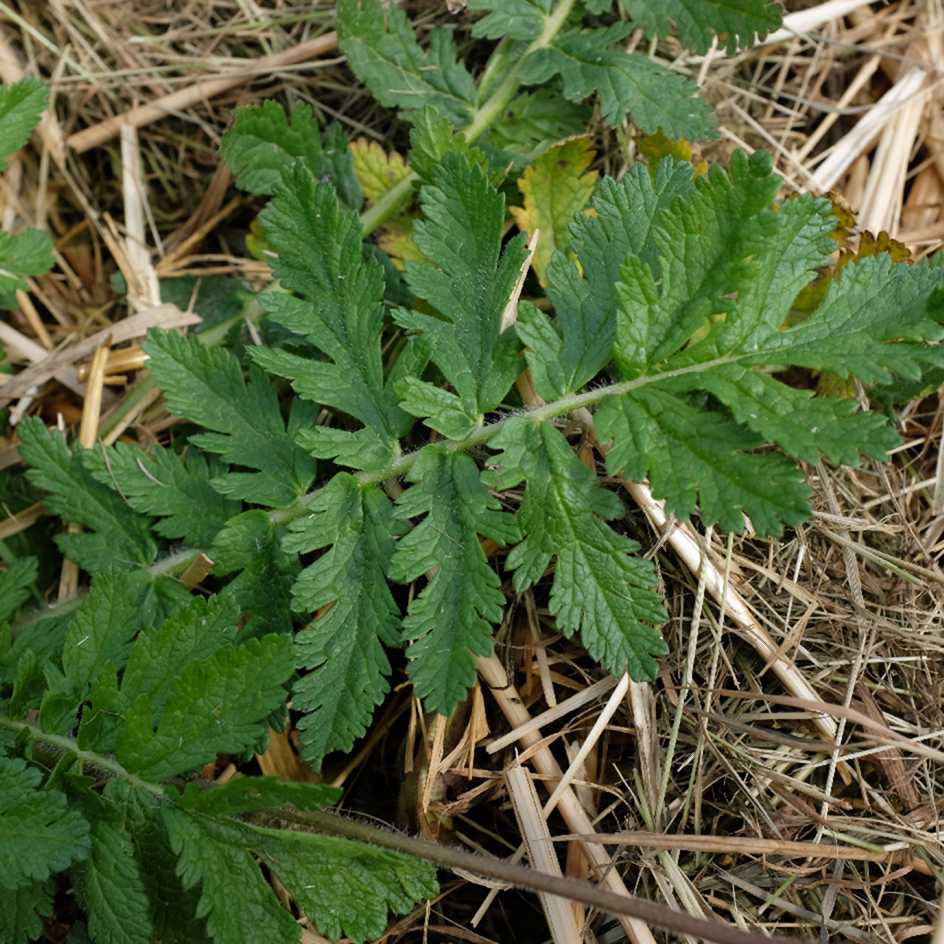 la-bo-te-graines-erodium-manescavii-graines-fleurs-bio-vivace image 4