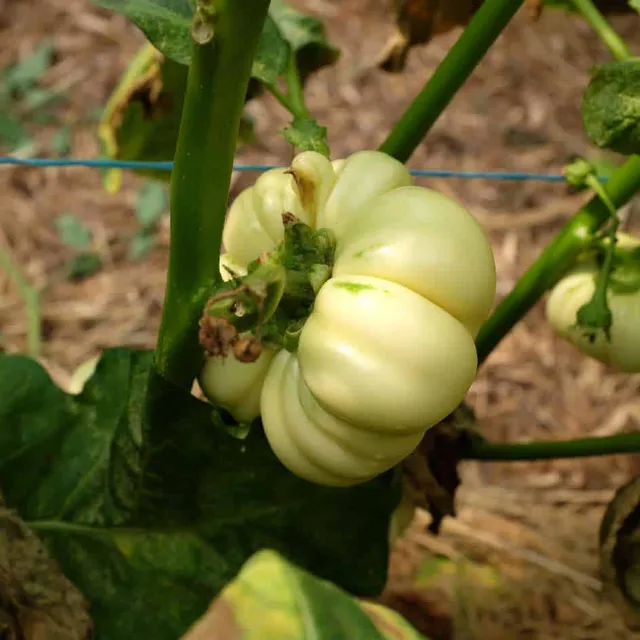 la-bo-te-graines-aubergine-africaine-meketan-bio-graines-potager image 1