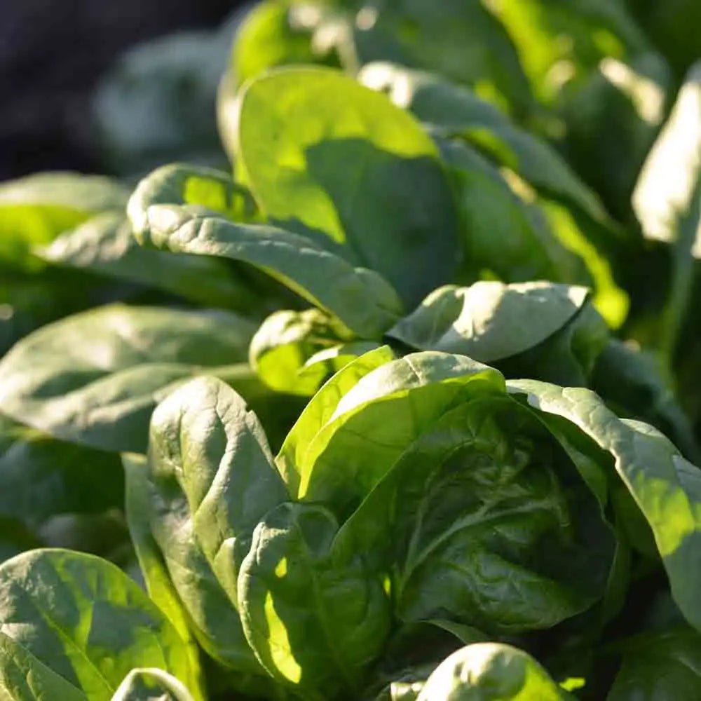 ferme-de-sainte-marthe-america-graines-d-pinard-bio-productif image 1