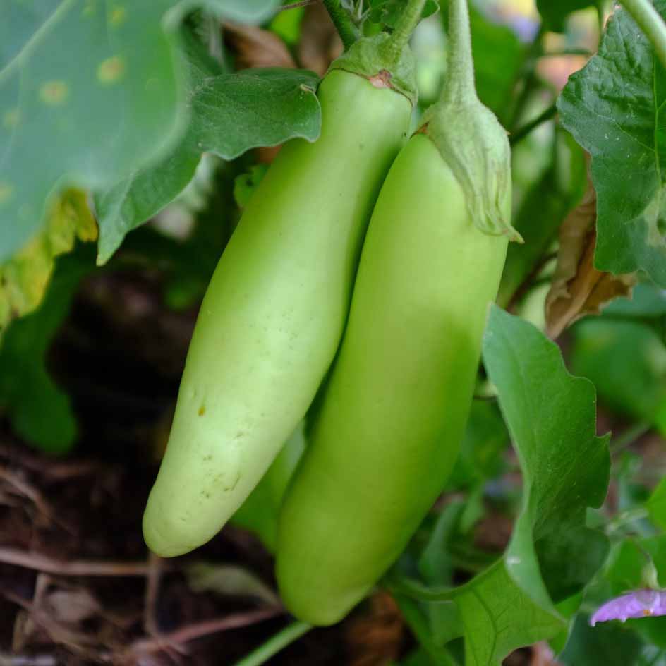 la-bo-te-graines-aubergine-tha-long-green-bio-graines-verte image 1