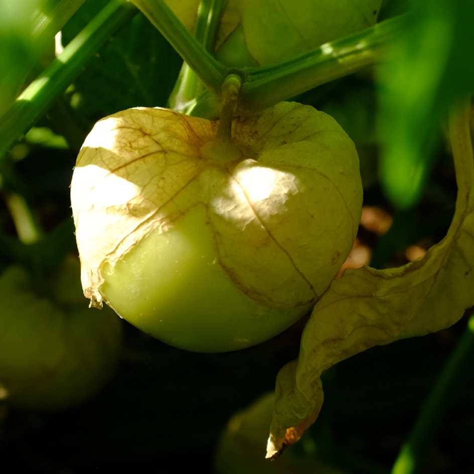 la-bo-te-graines-physalis-toma-verde-bio-graines-potag-res-verte image 1