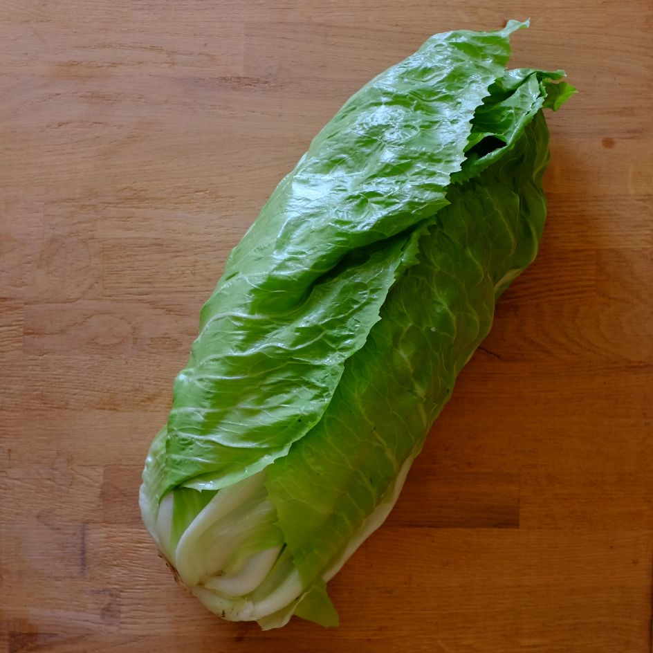 la-bo-te-graines-graines-l-gumes-chicor-e-pain-de-sucre-bio image 3