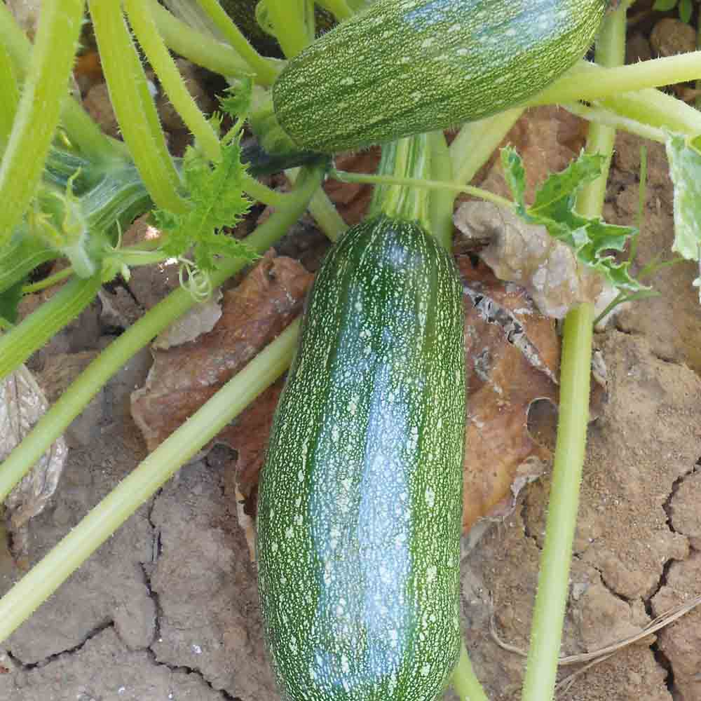 ferme-de-sainte-marthe-courgette-petite-d-alger-ab-graines-bio image 1