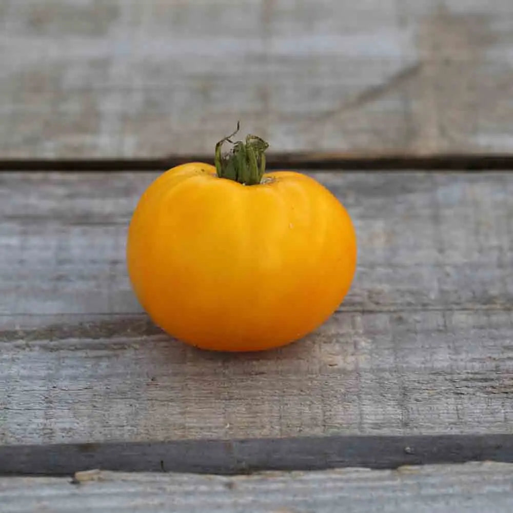 ferme-de-sainte-marthe-tomate-golden-jubilee-graines-jaune-bio image 1