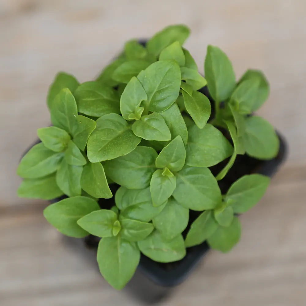 ferme-de-sainte-marthe-basilic-grec-plant-aromatique-bio-compact image 2