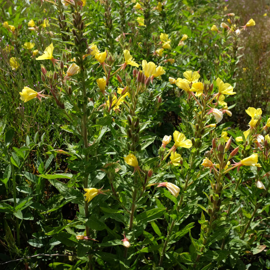 la-bo-te-graines-onagre-bisannuelle-bio-graines-fleurs image 2