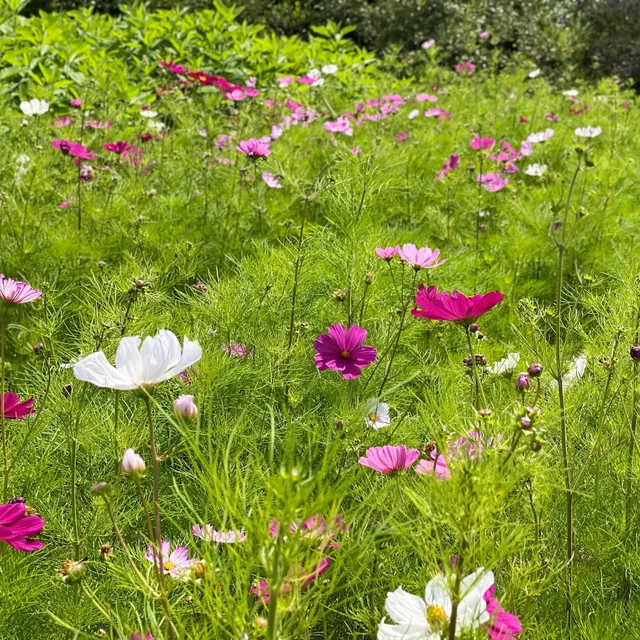 ferme-de-sainte-marthe-cosmos-sensation-graines-fleurs-bio-vari image 1