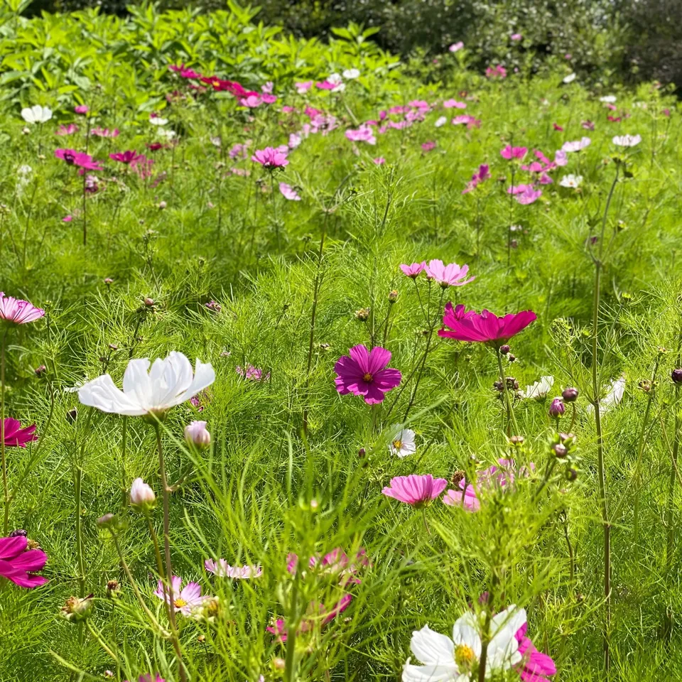 ferme-de-sainte-marthe-cosmos-sensation-graines-fleurs-bio-vari image 1