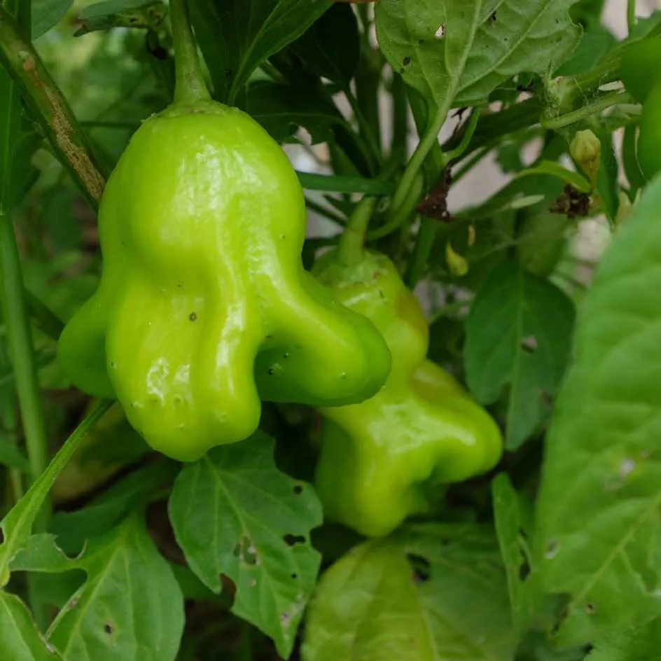 la-bo-te-graines-graines-l-gumes-piment-bonnet-d-v-que-bio-doux image 1