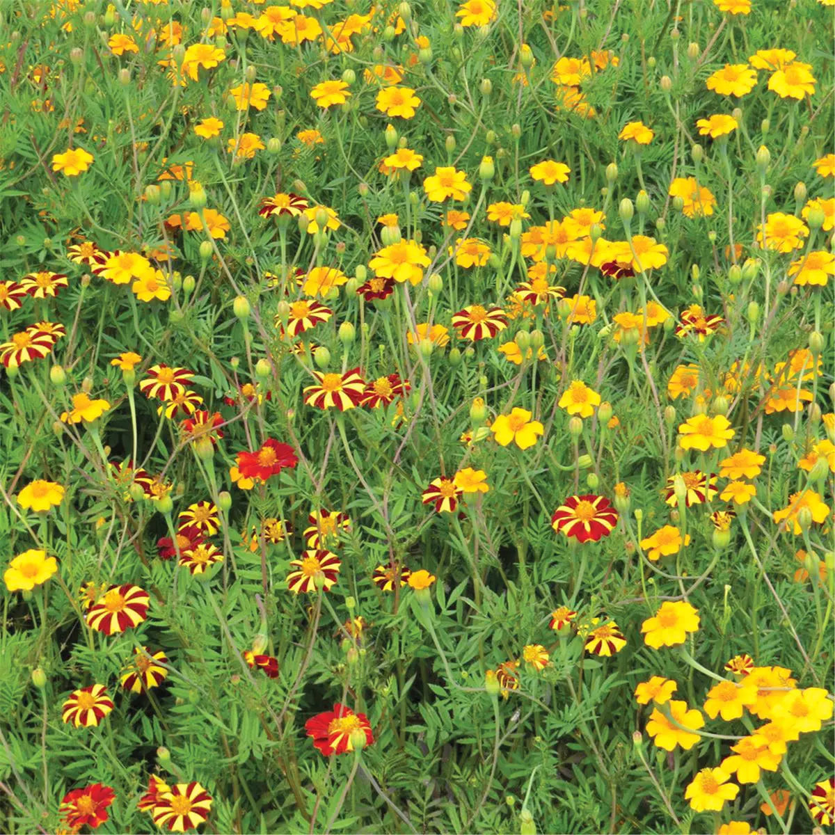 ferme-de-sainte-marthe-m-lange-fleuri-anti-n-matodes-graines-non-trait-es image 1