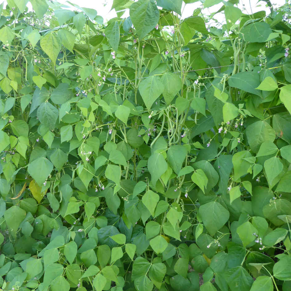 la-bo-te-graines-emerite-graines-haricot-bio-rames image 1