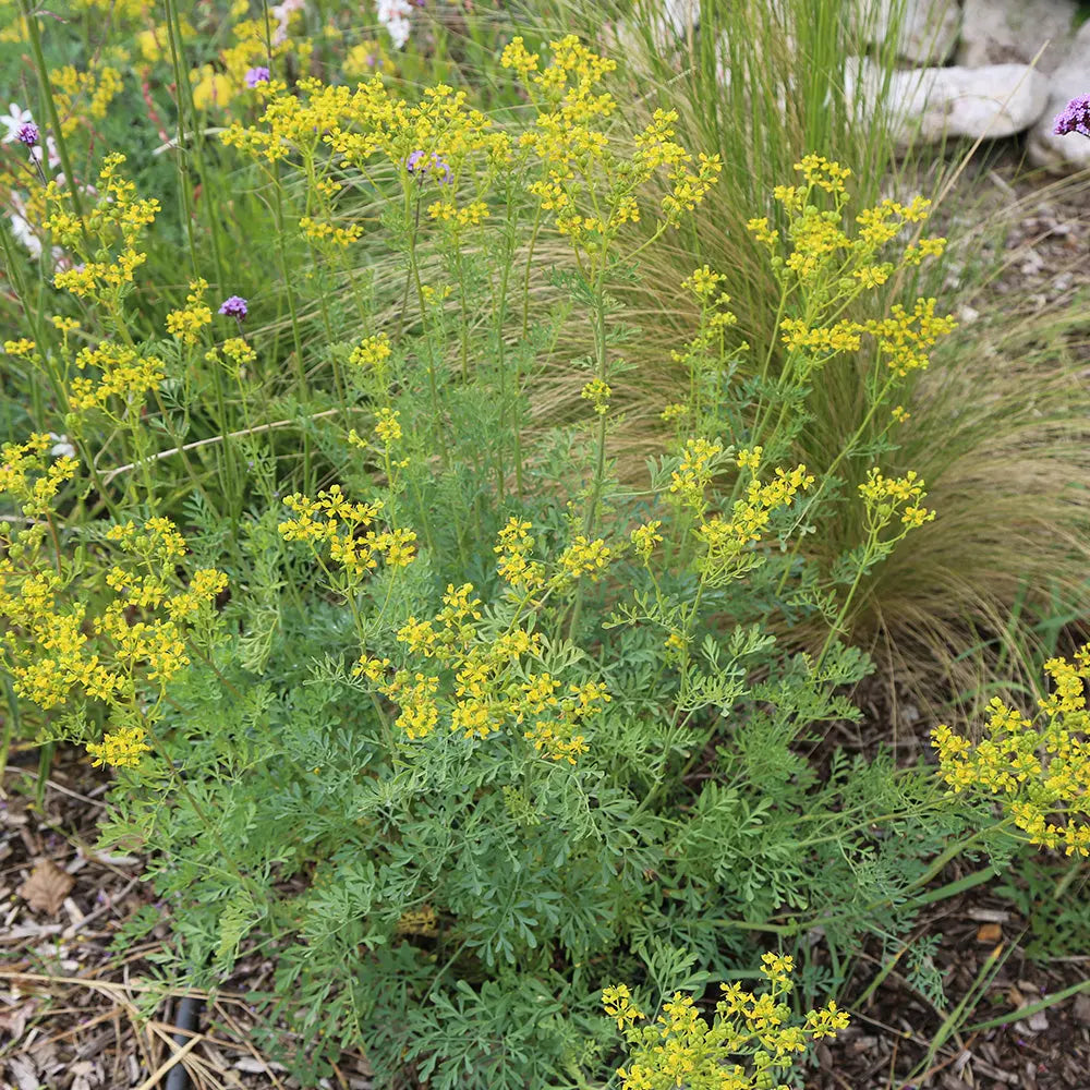 ferme-de-sainte-marthe-rue-officinale-ab-graines-aromatiques-vivace image 1