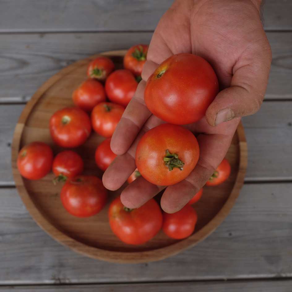 la-bo-te-graines-promyk-graines-tomate-naine-bio-pot image 2