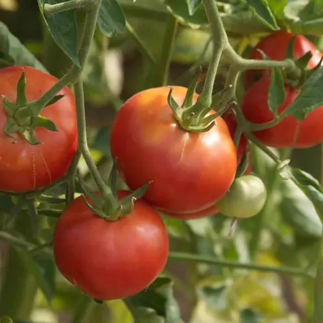 ferme-ste-marthe-rose-de-berne-graines-tomate-bio image 1