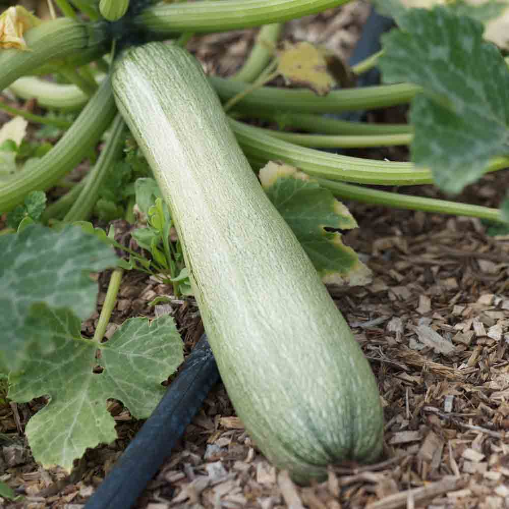 ferme-de-sainte-marthe-genovese-graines-courgette-bio image 1