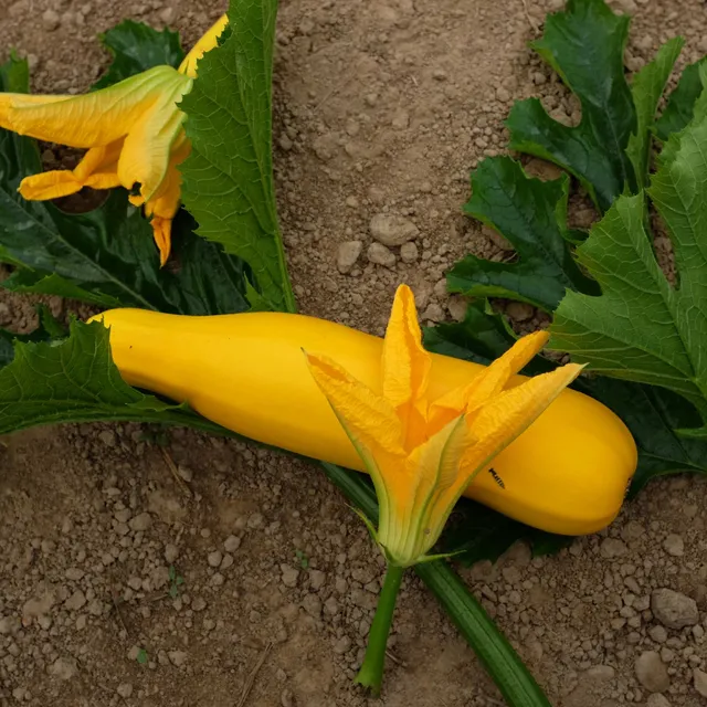 la-bo-te-graines-courgette-gold-rush-graines-bio-jaune image 1