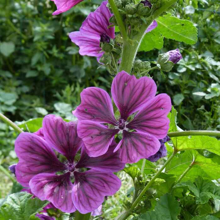 les-semences-de-l-ombelle-mauve-de-mauritanie-graines-bio image 3