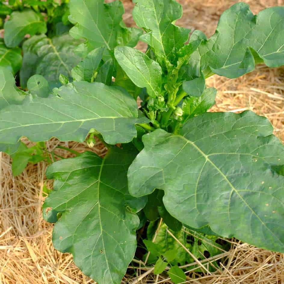 la-bo-te-graines-aubergine-africaine-meketan-bio-graines-potager image 2