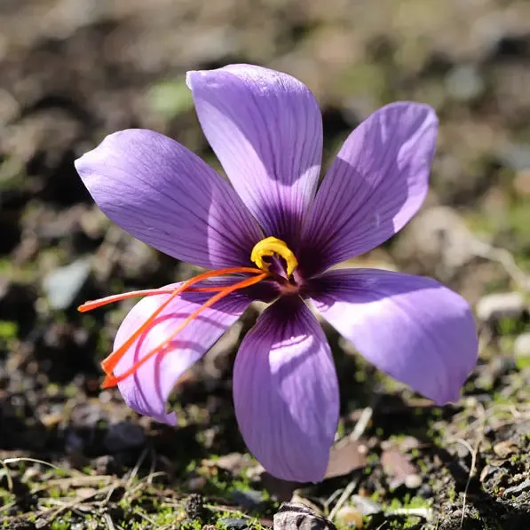 ferme-de-sainte-marthe-crocus-sativus-bulbe-safran-ab-lot image 1