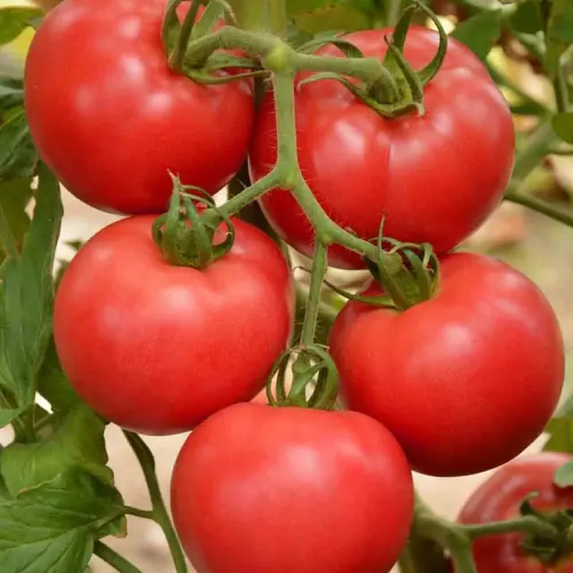 ferme-de-sainte-marthe-tomate-faworyt-raspberry-graines-bio-sachet image 1