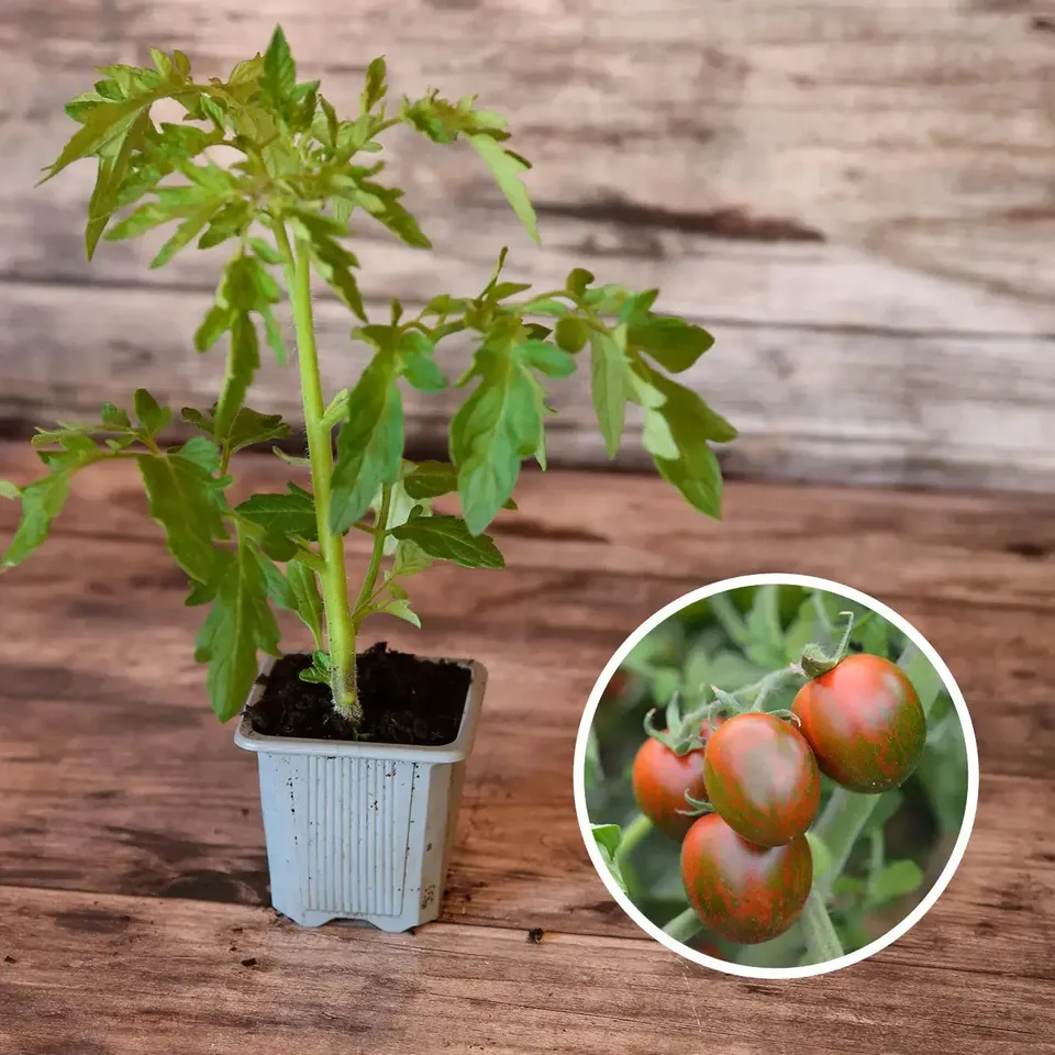 ferme-de-sainte-marthe-black-zebra-plant-tomate-cocktail-bio image 1