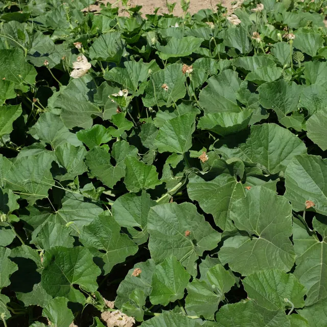 la-bo-te-graines-gourde-p-lerine-graines-fleurs-bio-vend-e image 1