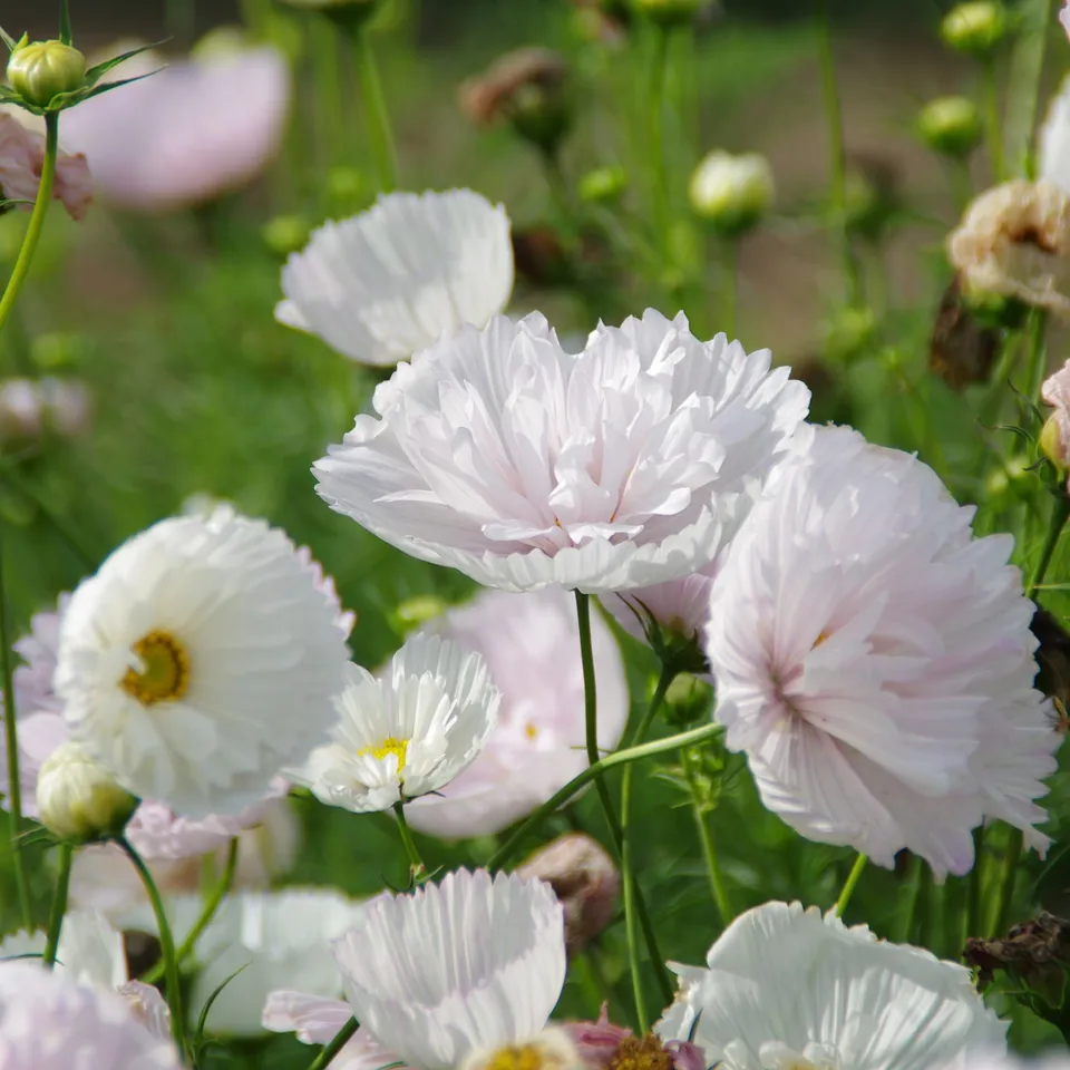 les-semences-de-l-ombelle-cosmos-cupcake-blush-graines-fleurs-bio image 1