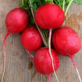 la-bo-te-graines-graines-l-gumes-radis-sora-bio-graines-rond-rouge image 2
