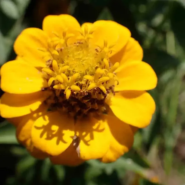 ferme-de-sainte-marthe-graines-de-fleurs-zinnia-lilliput-jaune-graines-bio-50cm image 1