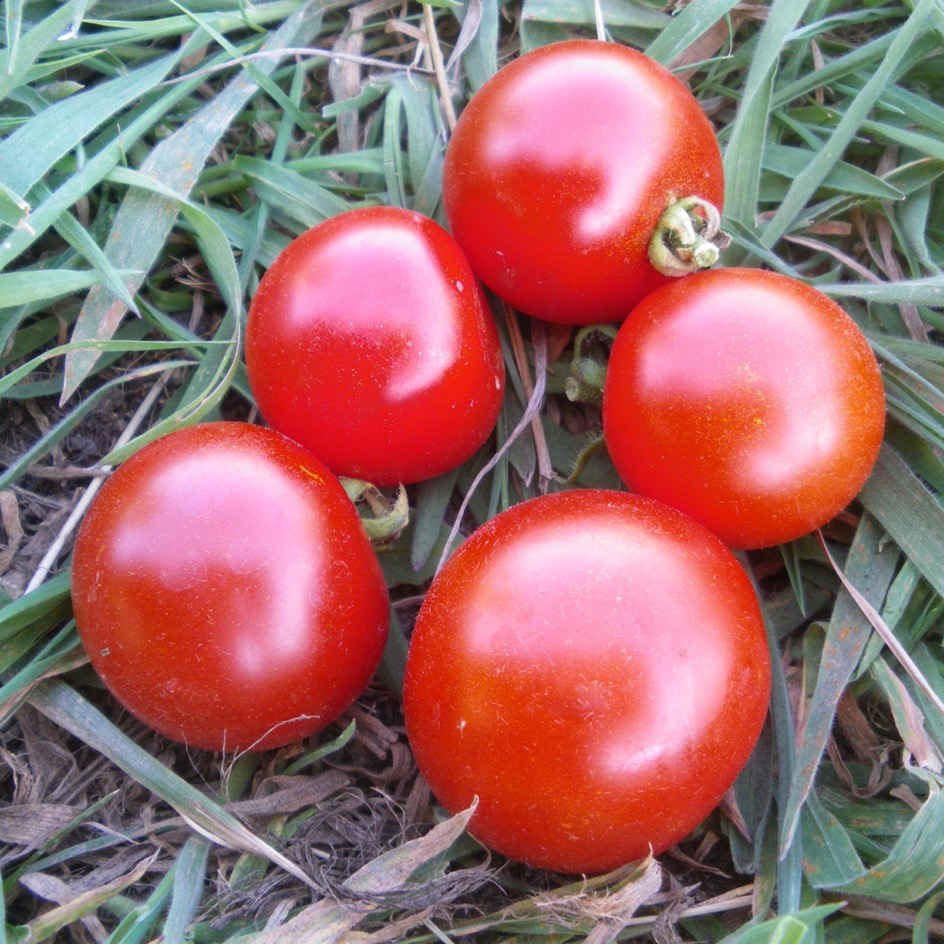 la-bo-te-graines-tomate-d-lice-du-jardinier-graines-bio-cerise image 2